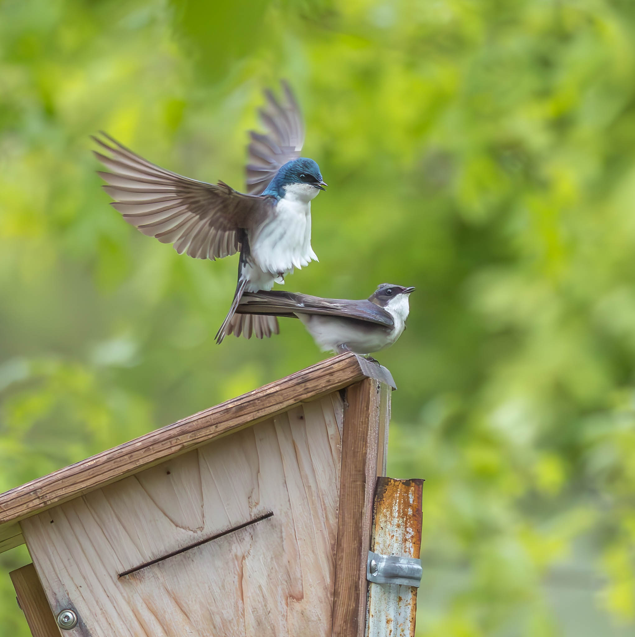 Tree Swallow A Moment on the Roofline